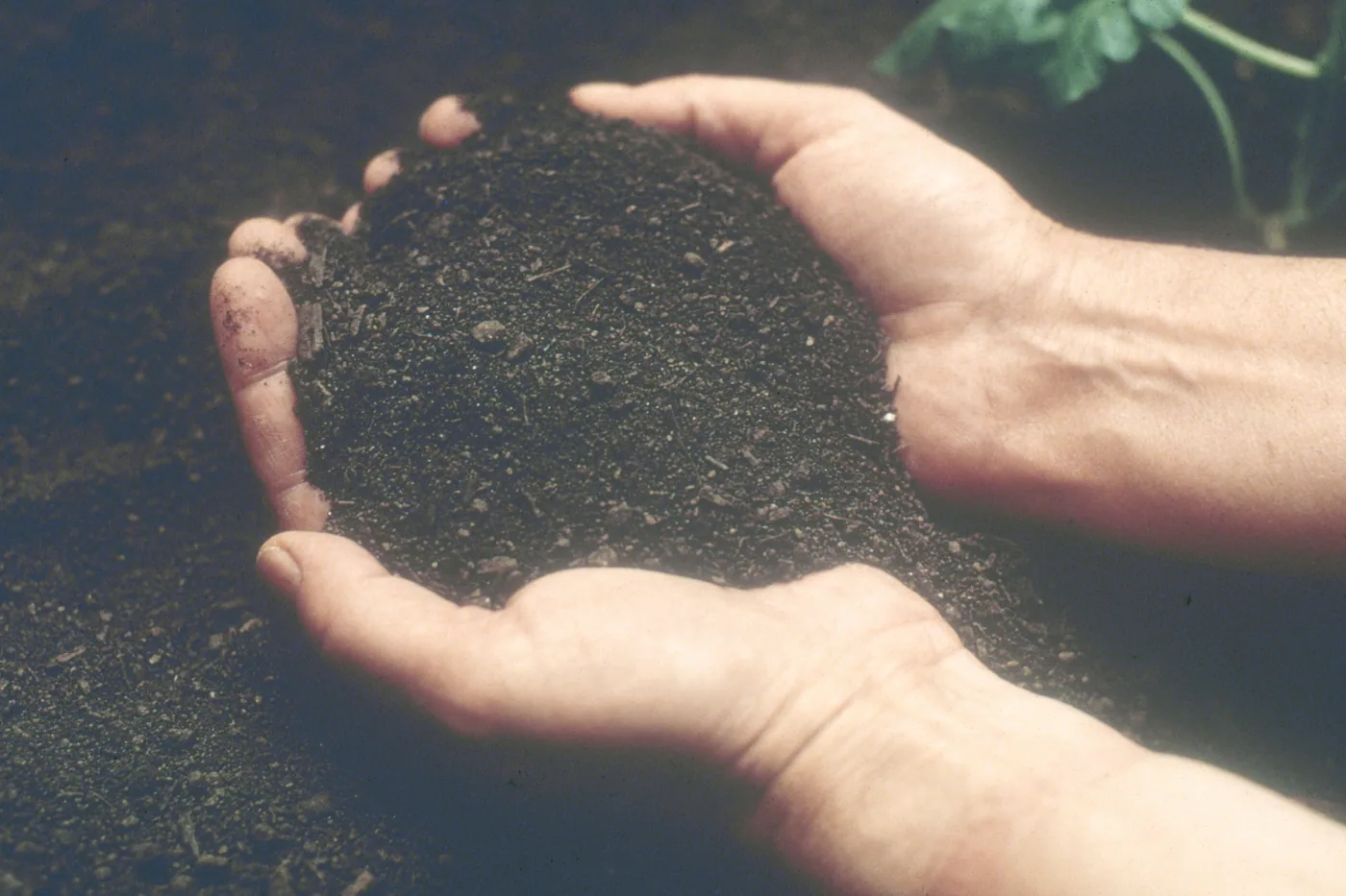 Hands holding a sample of crumbly soil
